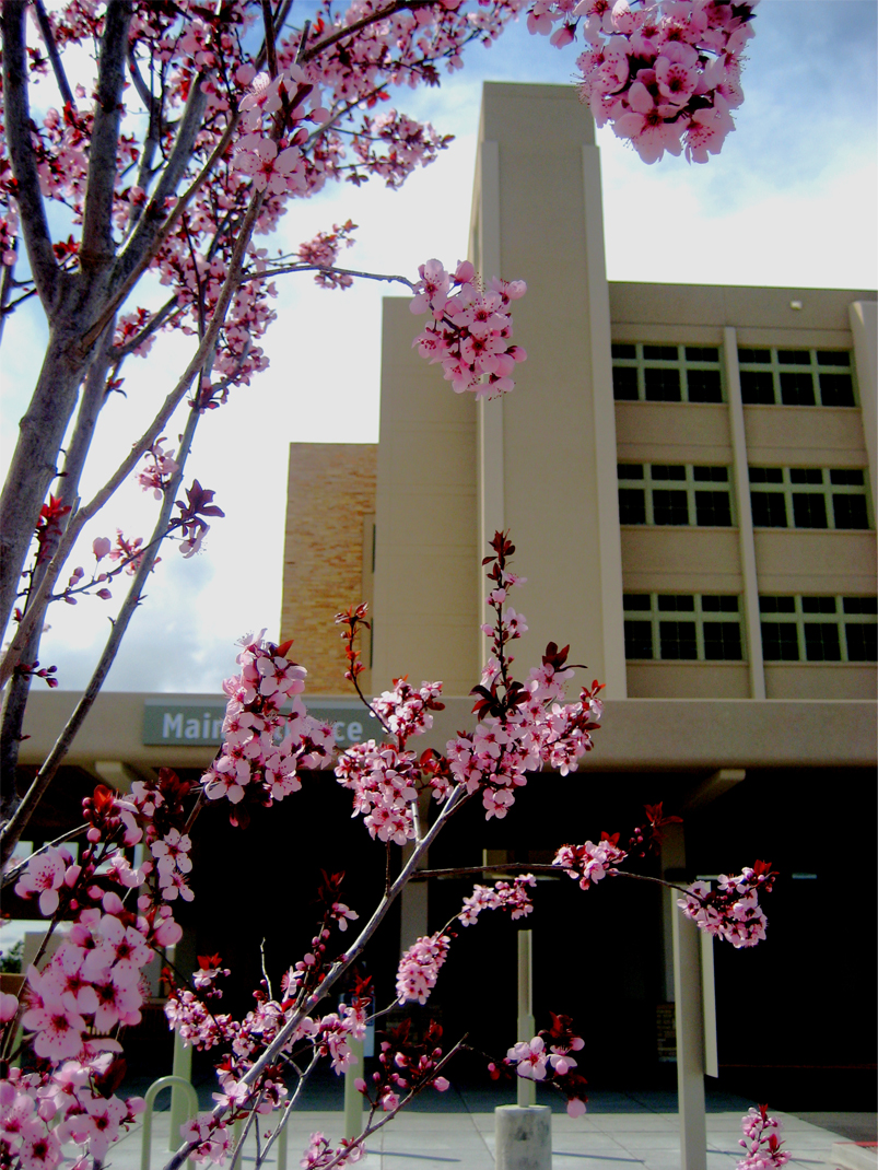 Spring blossoms in front of the San Juan Regional Medical Center main entrance